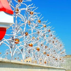 حفاظ گل آفتابگردان در شیراز