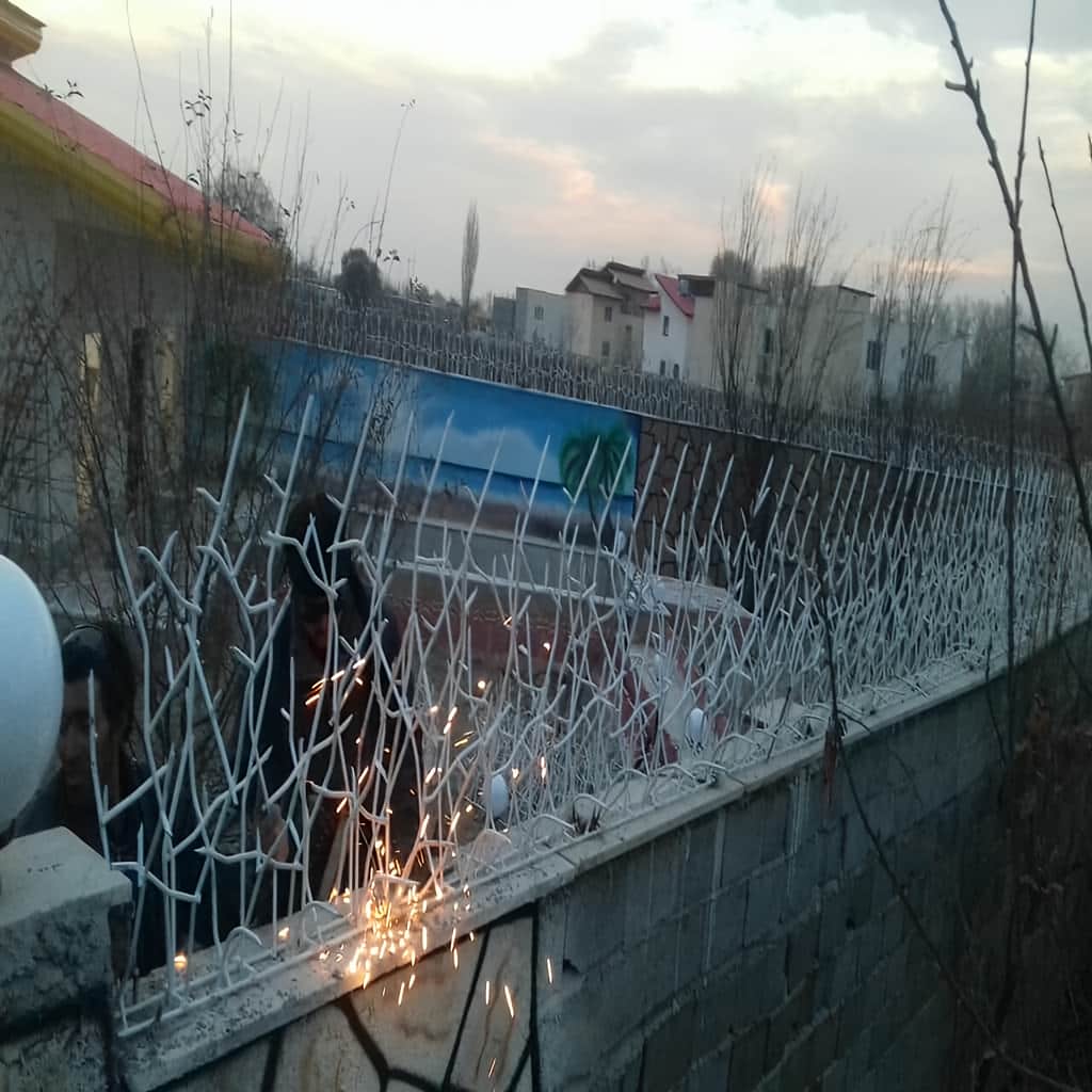 حفاظ دیوار کوتاه حیاط با تاج متراکم و منظم در شیراز